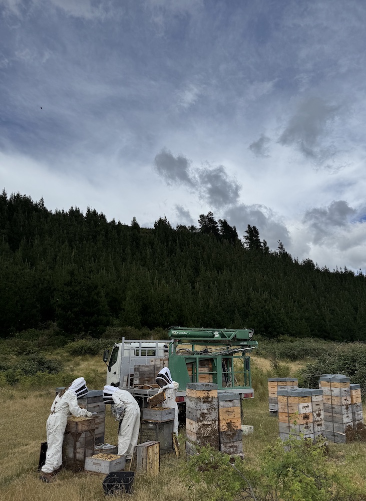 養蜂レポート：晴れた日には